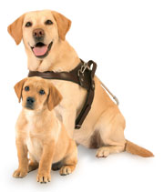 SAGA - The South African Guide-dogs Association for the Blind